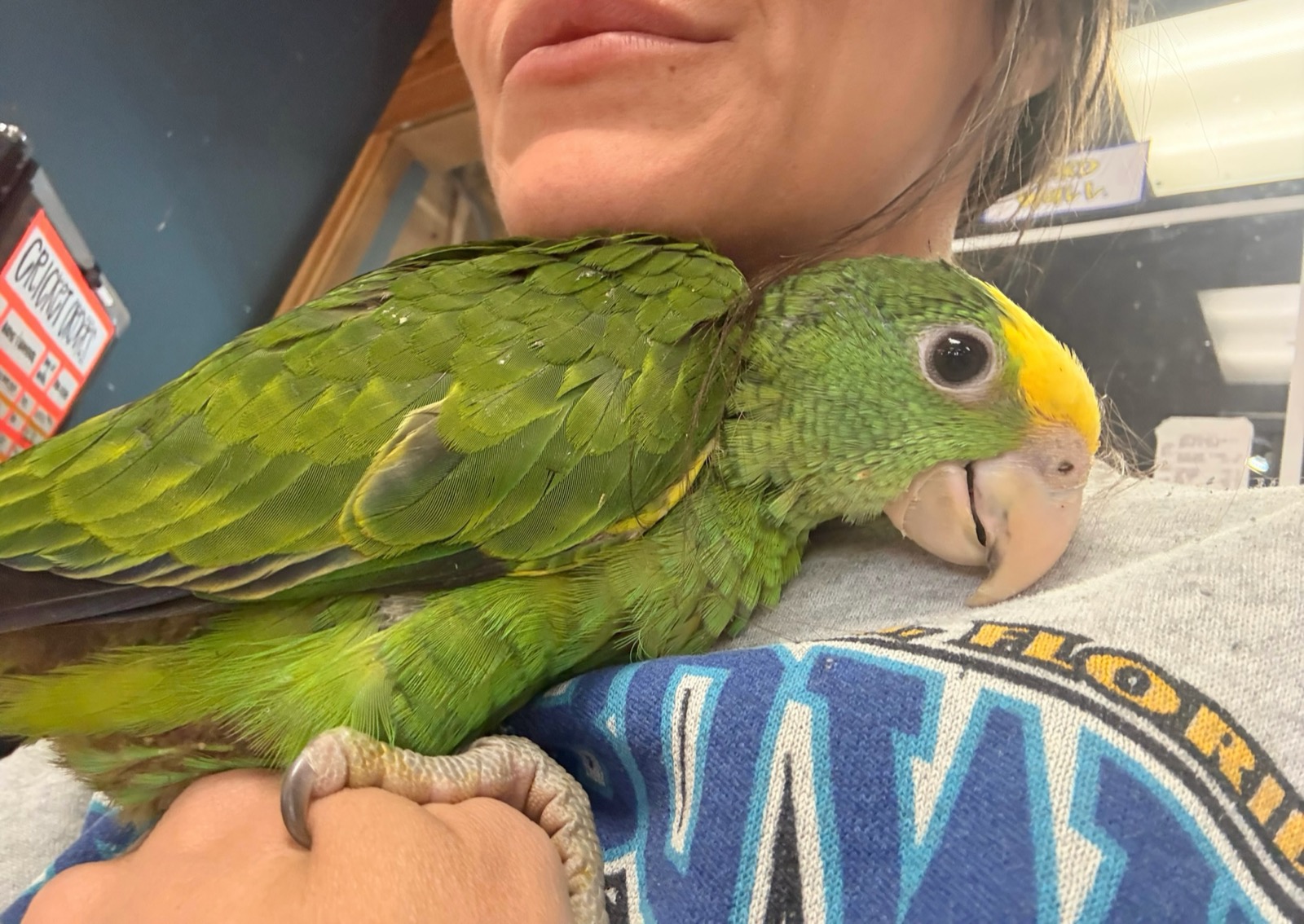 A green Amazon parrot perched on a keeper's shoulder