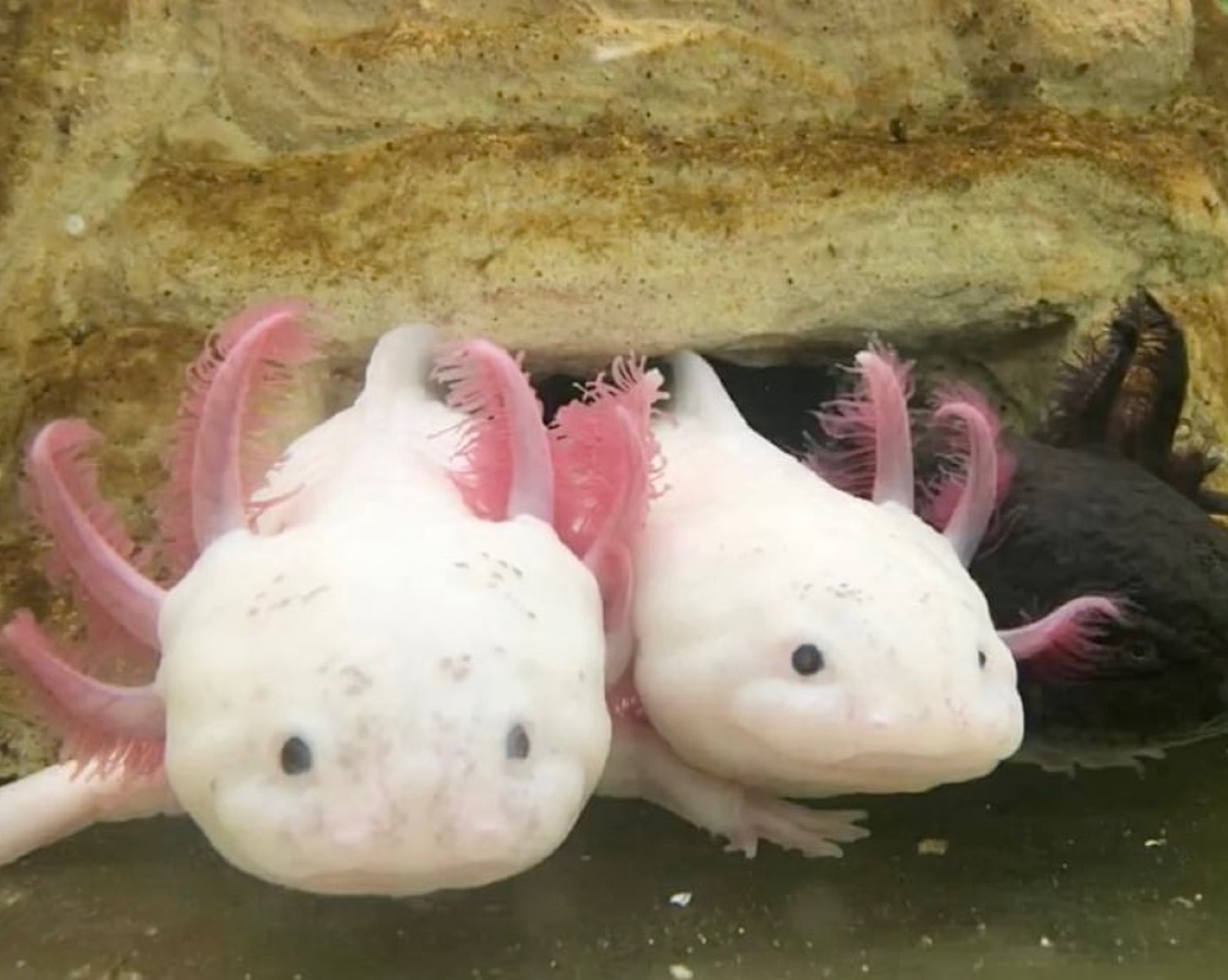 Three axolotls tucked under an aquarium rock