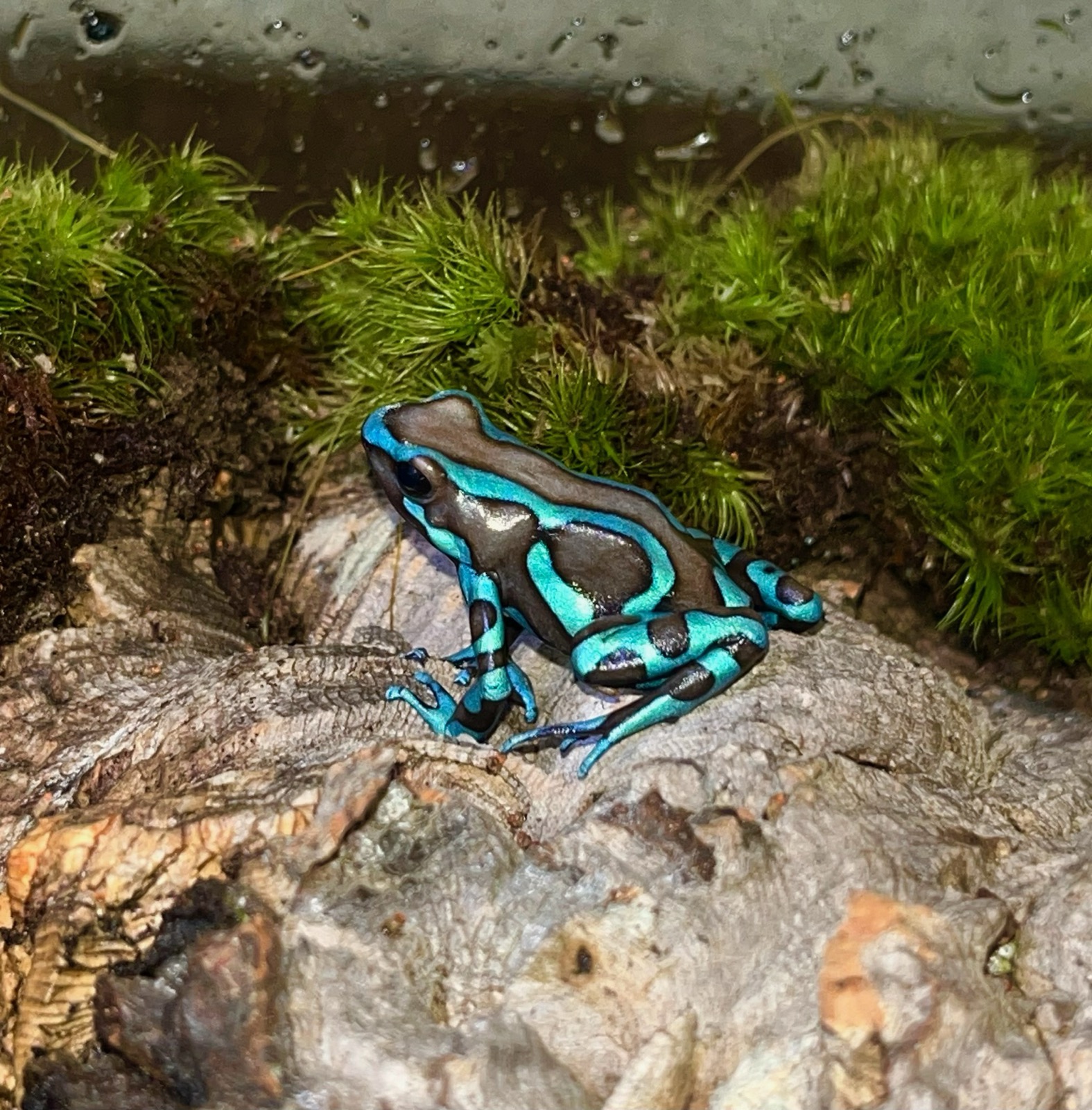 A green-and-black dart frog on a mossy rock