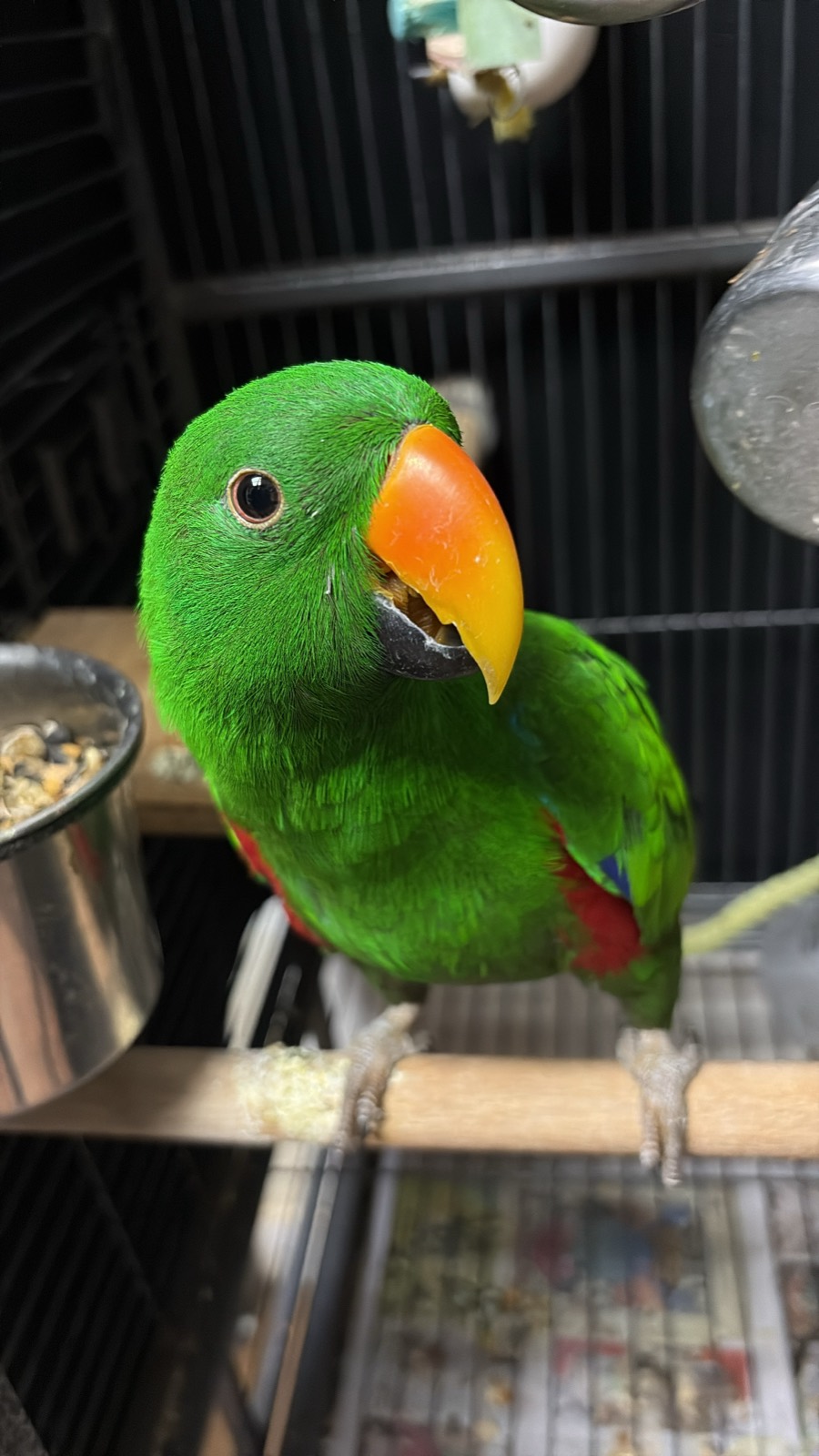 A bright green eclectus parrot with an orange beak