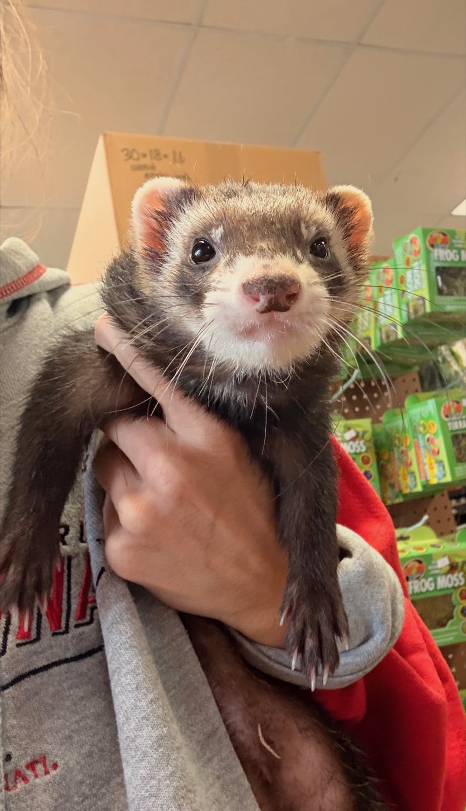 A ferret being held in a keeper's arms on the shop floor