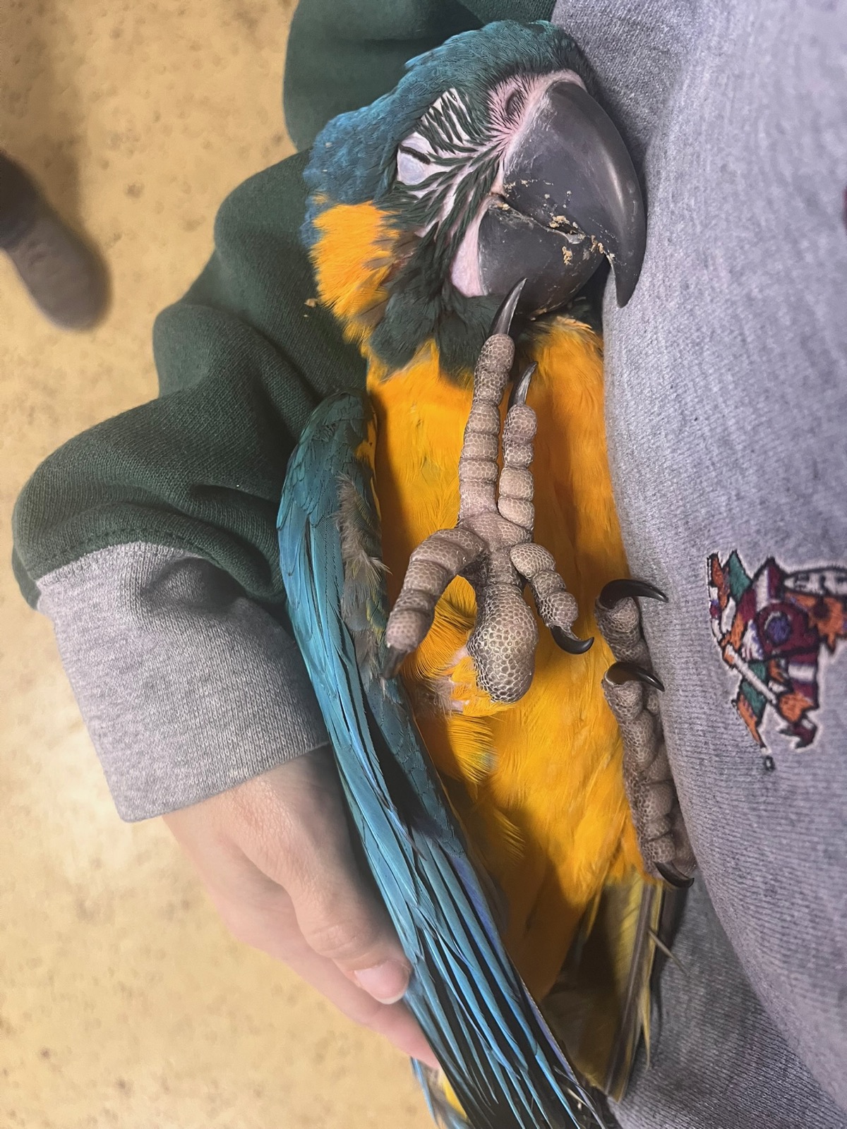 A blue-and-gold macaw resting in a keeper's arms
