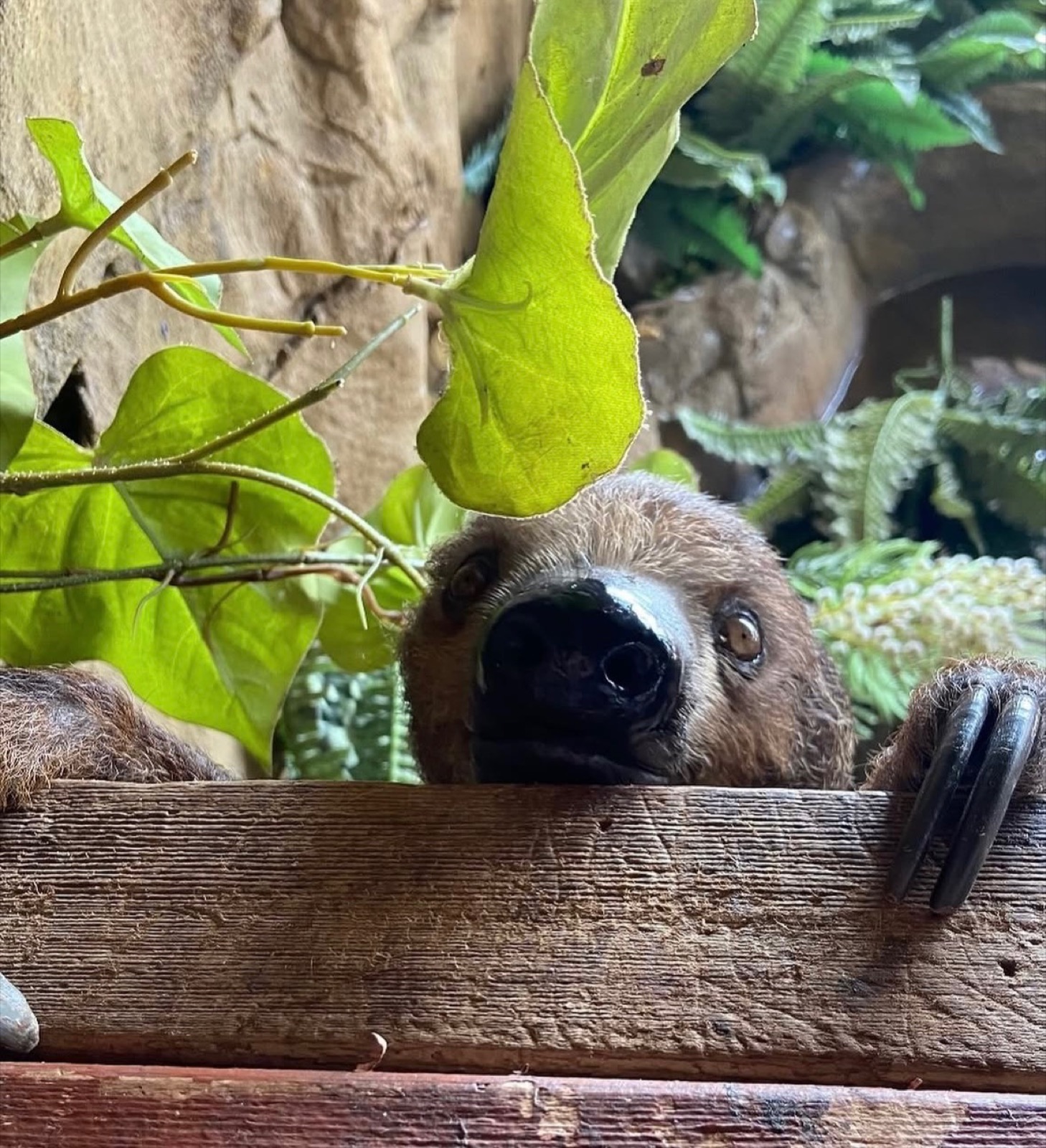 Sophia, our resident sloth, peeking over a ledge in her jungle enclosure