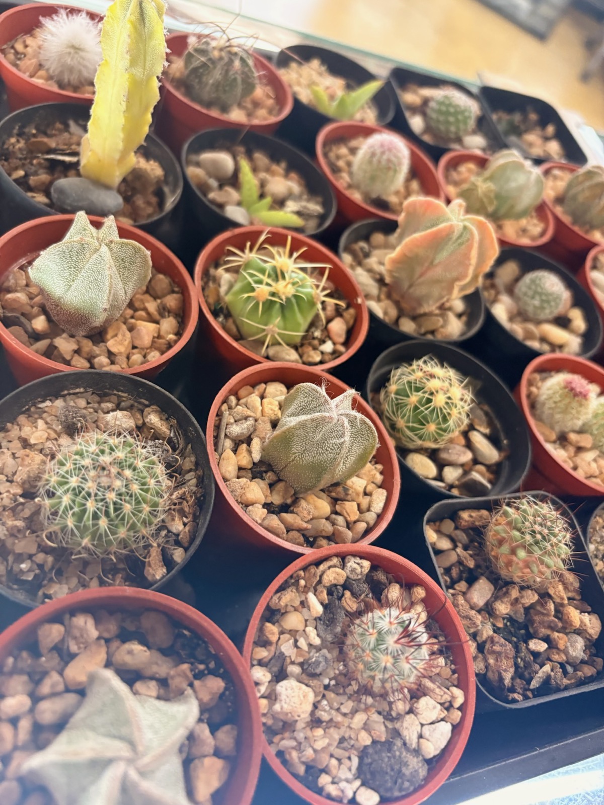 A tray of assorted cacti and succulents