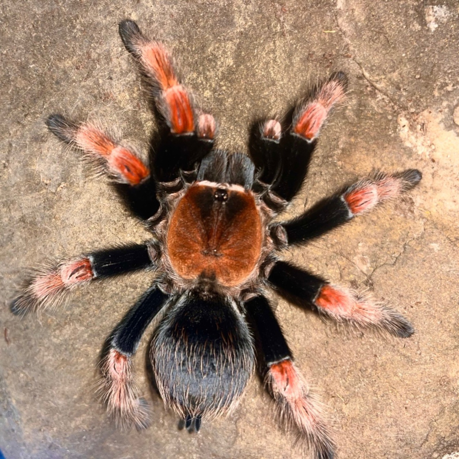 A red-knee tarantula with vivid orange leg bands