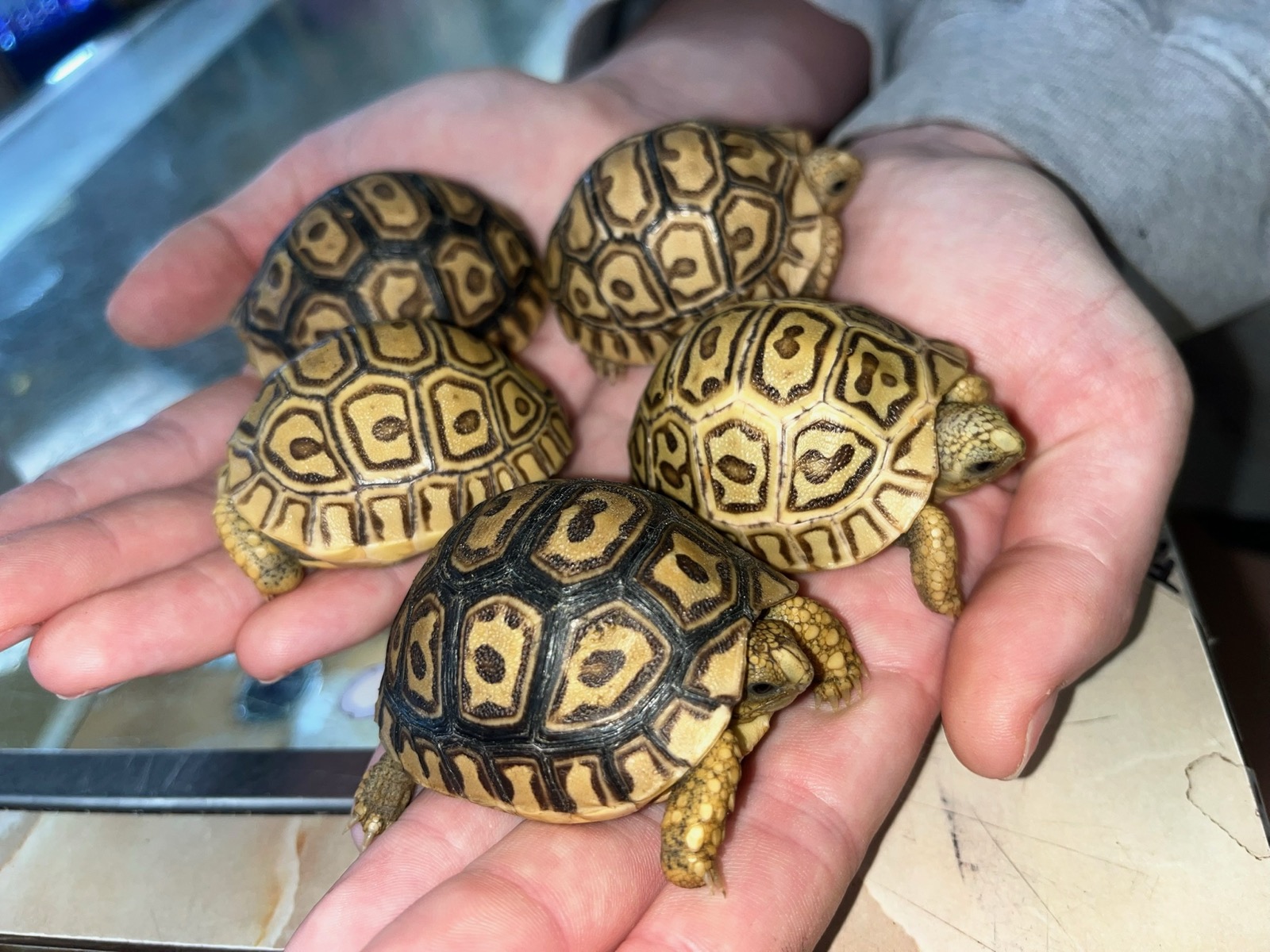 A handful of baby leopard tortoises
