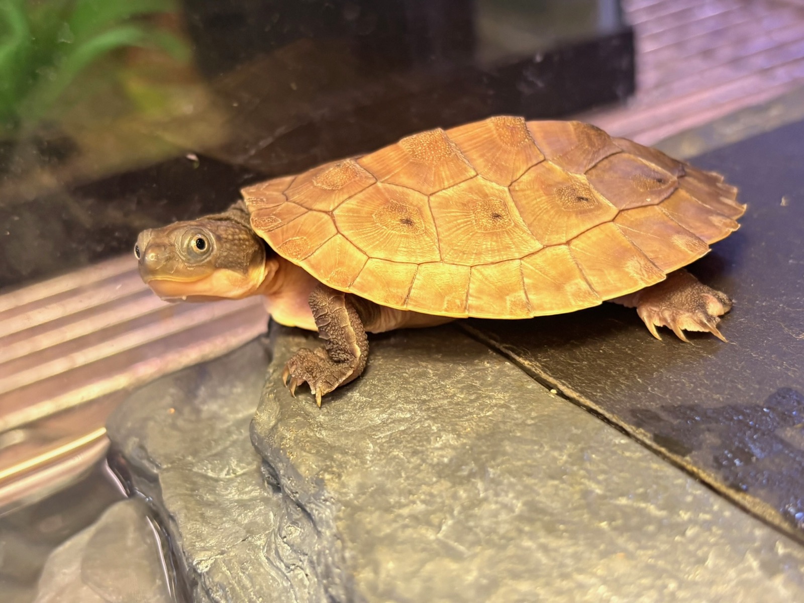 A young turtle basking on a rock